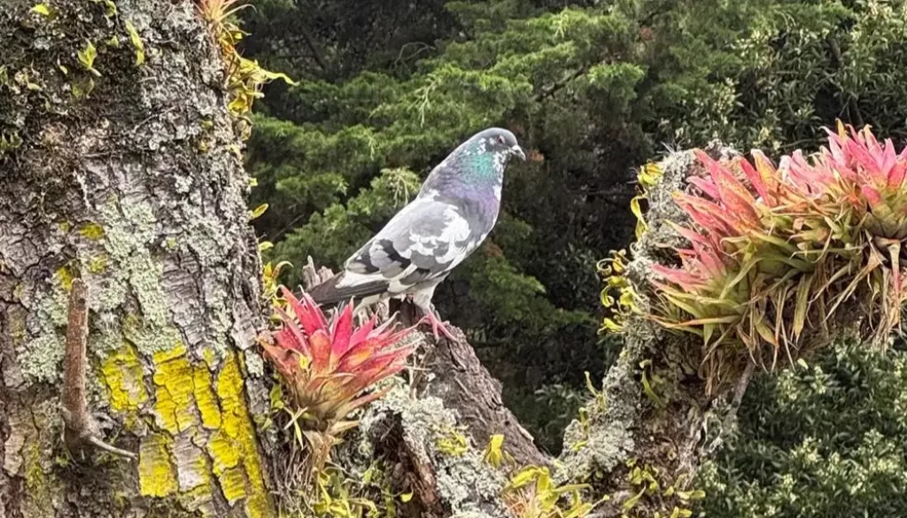 Importancia de las aves | IIC