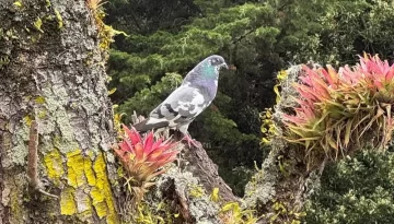 Importancia de las aves | IIC