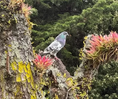 Importancia de las aves | IIC