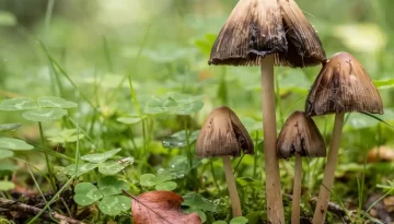 Importancia de los hongos | IIC
